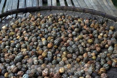 Mùa hái bo bo ở vùng cao Nghệ An