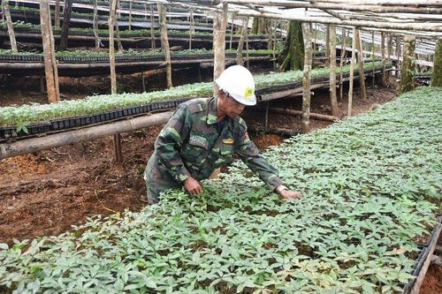 Đưa ngành dược liệu phát triển xứng với tiềm năng