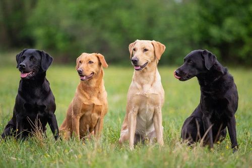 Top 10 giống chó phổ biển nhất thế giới: Labrador đứng đầu