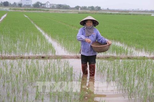 Mô hình canh tác hữu cơ tăng thu nhập cho nông dân Đông Triều