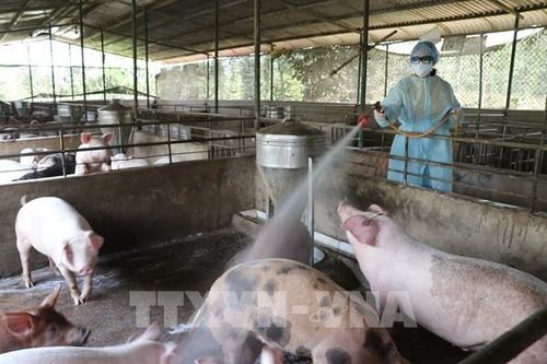 Sẽ xuất khẩu 2 triệu liều vaccine phòng dịch tả lợn châu Phi sang Philippines, Indonesia