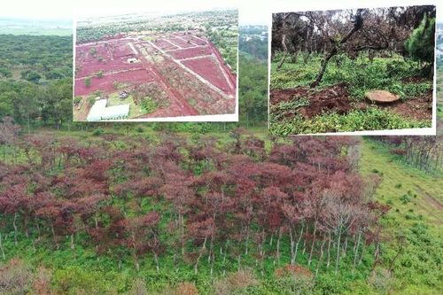 Chuyển đổi đất rừng làm dự án: Đối diện thực tế mất rừng