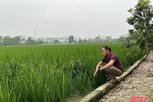 Xây dựng mô hình lúa - cá trên những cánh đồng chiêm trũng