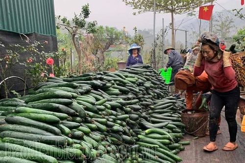 Mường Nhé sản xuất nông nghiệp theo hướng bền vững