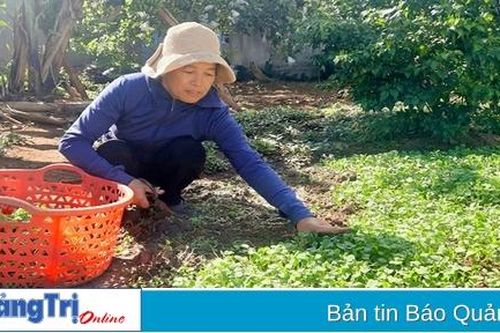 Phụ nữ xã Tân Lập phát triển diện tích rau an toàn