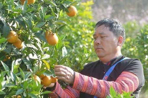 Sản xuất bền vững mở cánh cửa cho nông sản miền núi