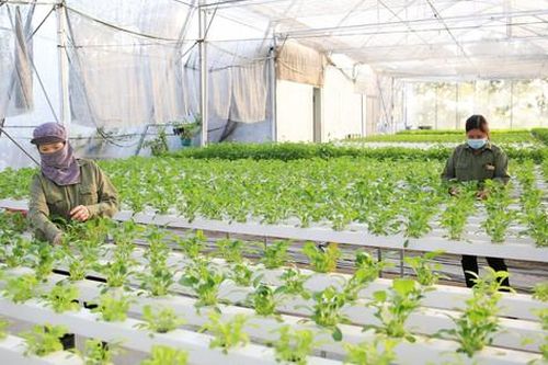 Hướng tới nền nông nghiệp an toàn, bền vững