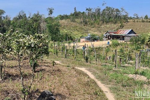 Tranh chấp đất gây mất an ninh trật tự tại Đắk Nông