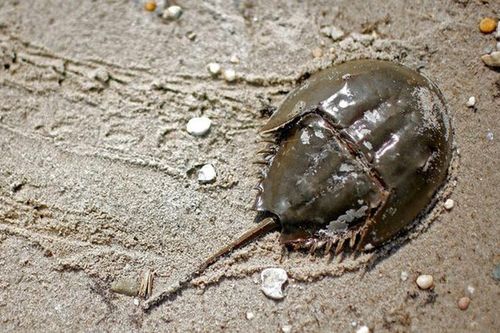 Top động vật tuyệt chủng bỗng 'đội mồ sống dậy': Có loài ở Việt Nam!