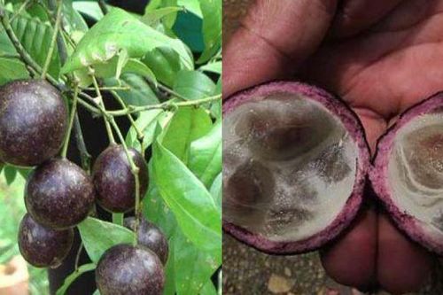 Vụ 11 trẻ ngộ độc hồng trâu tại Hà Giang, tuyệt đối không ăn quả lạ trong rừng