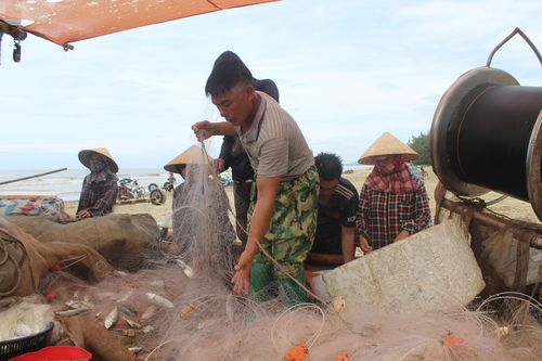 Ngư dân Thanh Hóa được mùa cá bạc má
