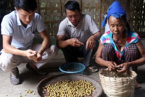 Nhộn nhịp mùa hái bo bo ở vùng cao xứ Nghệ