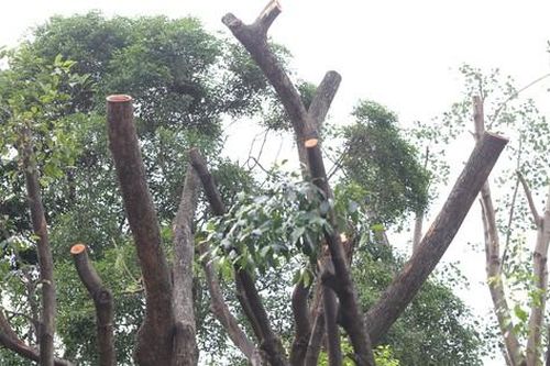 TPHCM lý giải hiện tượng cây 'nhìn xanh tốt nhưng khi ngã đổ thì gốc đã mục'