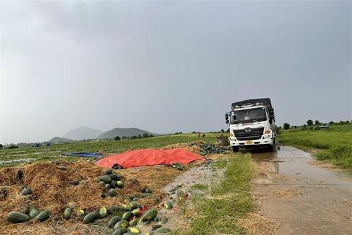 Gia Lai: Nông dân trồng dưa hấu bị thiệt hại nặng nề do mưa lớn