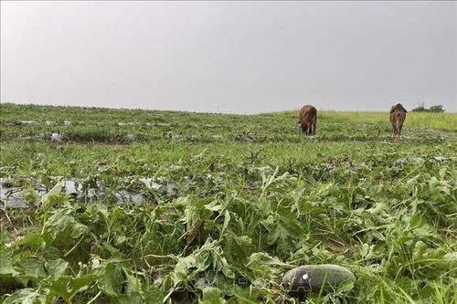 Gia Lai: Đề nghị hỗ trợ nông dân trồng dưa hấu bị thiệt hại do mưa lớn