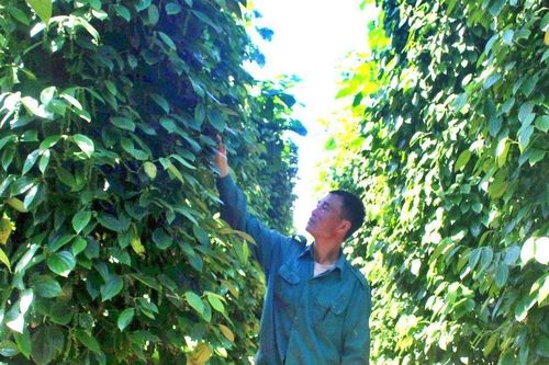 Xuất khẩu hồ tiêu: Nhắm đến thị trường trọng điểm và bài toán chuỗi giá trị