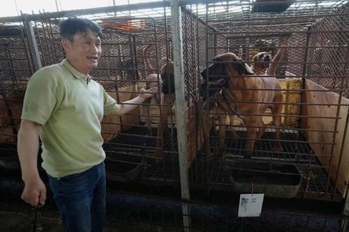 Quốc gia châu Á 'tranh cãi nảy lửa' vì chuyện ăn thịt chó: Các chủ trang trại chó thịt lên tiếng