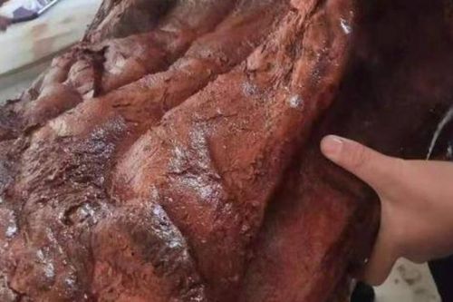 Nhặt được 'khúc gỗ' nhăn nheo màu đỏ, người đàn ông vớ bẫm khi đem đi thẩm định