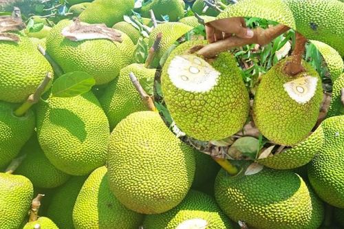 Giá mít Thái hôm nay 3/8/2023: Giá mít Nhất ở mức 34.000 đồng/kg