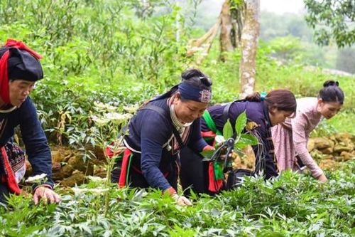 Doanh nghiệp dược liệu 'than thở' không vay được vốn