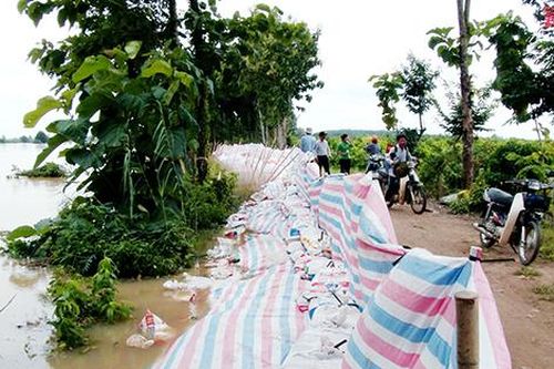 Tân Phú: Lũ vẫn uy hiếp đồng lúa, gây úng ngập vườn cây
