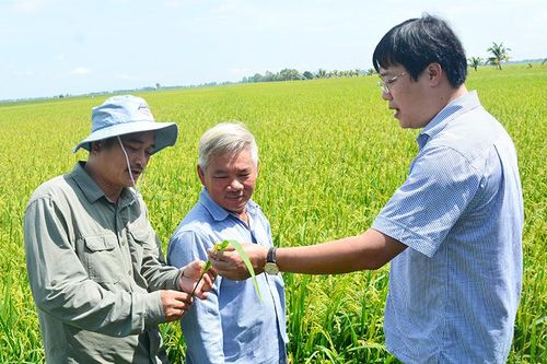 Nông dân chung tay bảo tồn sếu