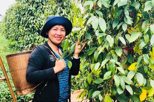 Gia Lai có 32 hợp tác xã nông nghiệp ứng dụng công nghệ cao