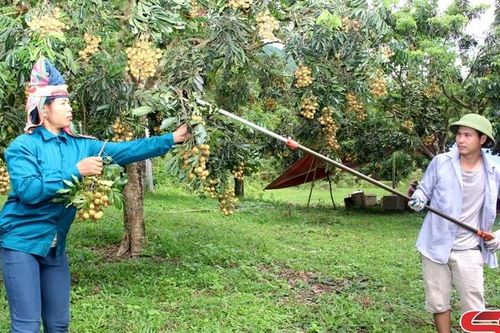 Xây dựng vùng cây ăn quả chất lượng cao