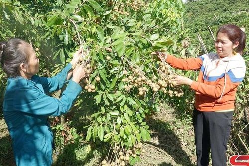 Nâng cao năng lực dự báo, giám sát phòng, trừ dịch hại trên cây trồng