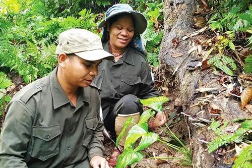 Thêm sinh kế từ trồng dược liệu