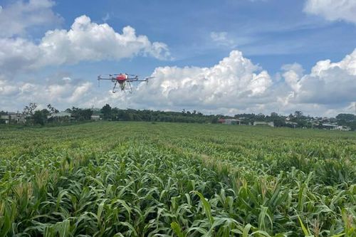 Cà phê Thuận An: Đưa máy bay không người lái áp dụng trong canh tác cà phê và cây hoa màu