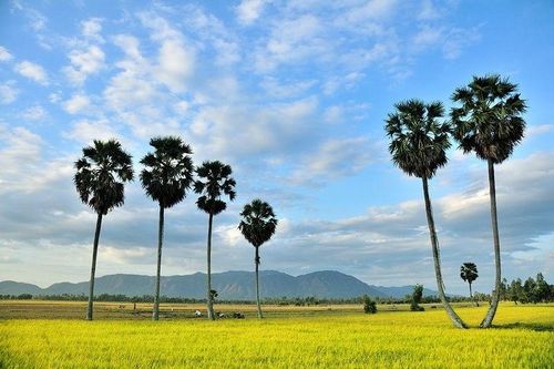 Giảm nghèo ở xứ sở cây thốt nốt