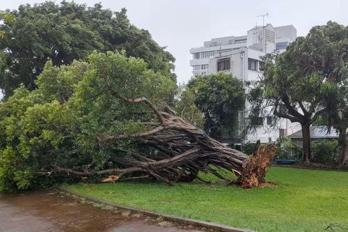 Bão Khanun khiến 2 người chết và 62 người bị thương tại Nhật Bản