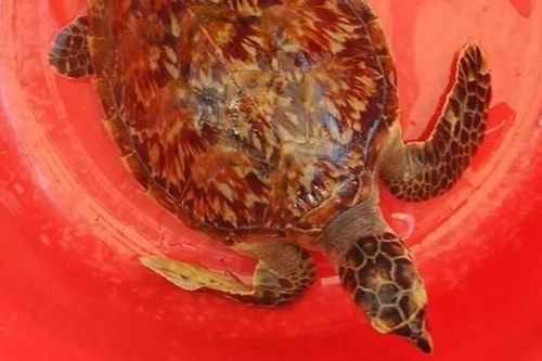 Thả một cá thể đồi mồi dứa về môi trường tự nhiên