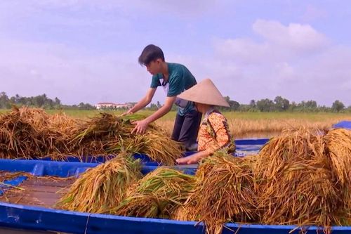 ĐBSCL: Tổng lực giúp nông dân thu hoạch lúa, giảm thiệt hại