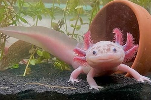 Bất ngờ loài 'khủng long' trẻ mãi không già, có thể tái sinh ảo diệu