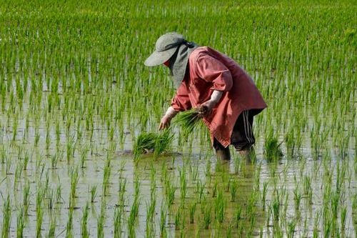 Sau lệnh cấm của Ấn Độ, Thái Lan khuyên nông dân giảm trồng lúa