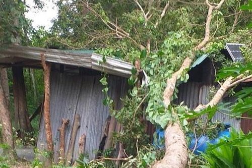 Cưa hạ cây đè lên chốt bảo vệ rừng ở Khánh Hòa nghi để 'trả thù'