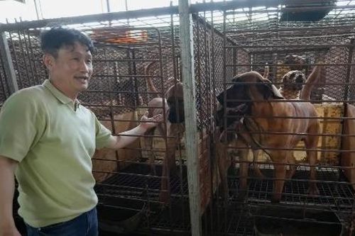 Tranh cãi gay gắt tại Hàn Quốc về việc cấm ăn thịt chó