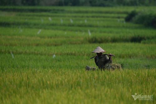 Người trẻ không thích làm nông nghiệp, Bộ trưởng Lê Minh Hoan nói 'đừng trách'