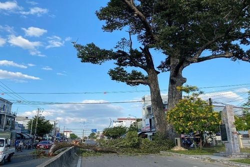 Cây di sản hơn 350 tuổi gãy nhánh, chắn ngang đường ở Khánh Hòa