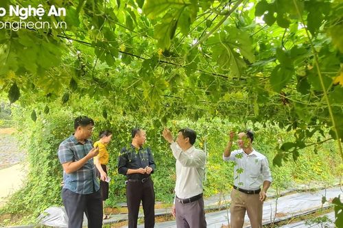 Sớm tháo gỡ khó khăn, giải ngân nguồn vốn dự án phát triển dược liệu vùng miền Tây