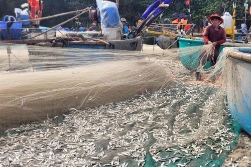 Bà Rịa-Vũng Tàu: Trúng đậm mùa cá trích, nhiều ngư dân phấn khởi