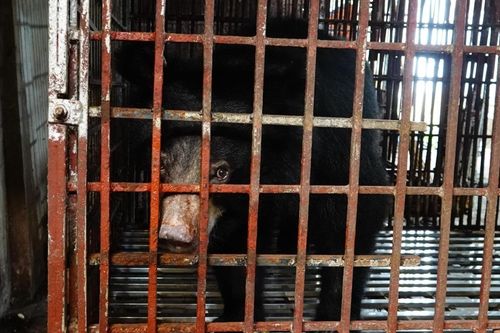 Cứu hộ cá thể gấu ngựa cuối cùng tại Hà Nam về 'ngôi nhà gấu' Tam Đảo
