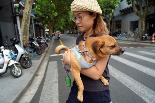 Người Trung Quốc tìm cách bảo vệ thú cưng trước nắng nóng thiêu đốt