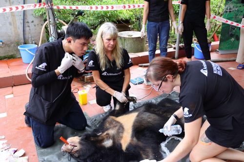 Cứu hộ thành công gấu ngựa cuối cùng bị nuôi nhốt tại Hà Nam