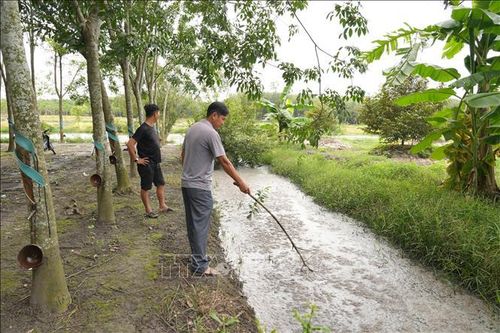 Tây Ninh: Cần xử lý dứt điểm cơ sở chăn nuôi lợn nhiều năm gây ô nhiễm