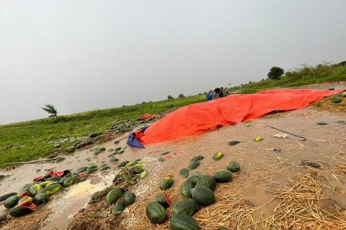 Gia Lai: Mưa lớn kéo dài, hơn 50ha dưa hấu bị hư hỏng