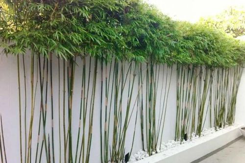 Tổ tiên dặn: 4 cây trồng trước nhà không lục đục cũng bại vong, trồng sau trấn giữ của cải, con cháu nhớ kỹ