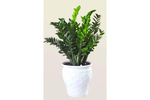 Ý nghĩa phong thủy và cách chăm sóc cây kim tiền